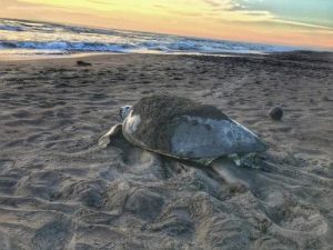 Tortuguero