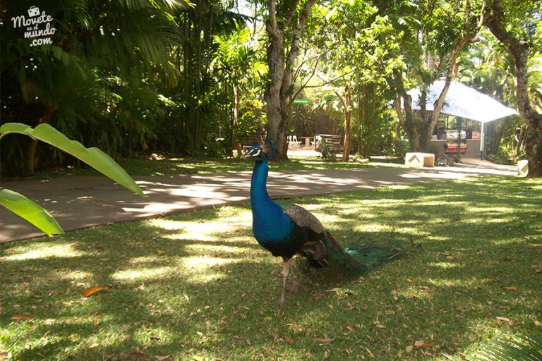 Un día en el Zoo Ave en Costa Rica Rica qué ver y hacer