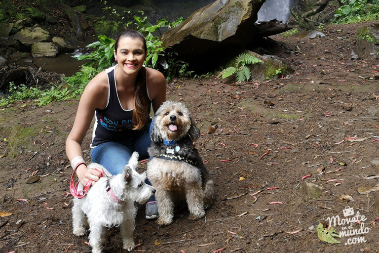 Algunos lugares pet friendly en Costa Rica, hoteles y más